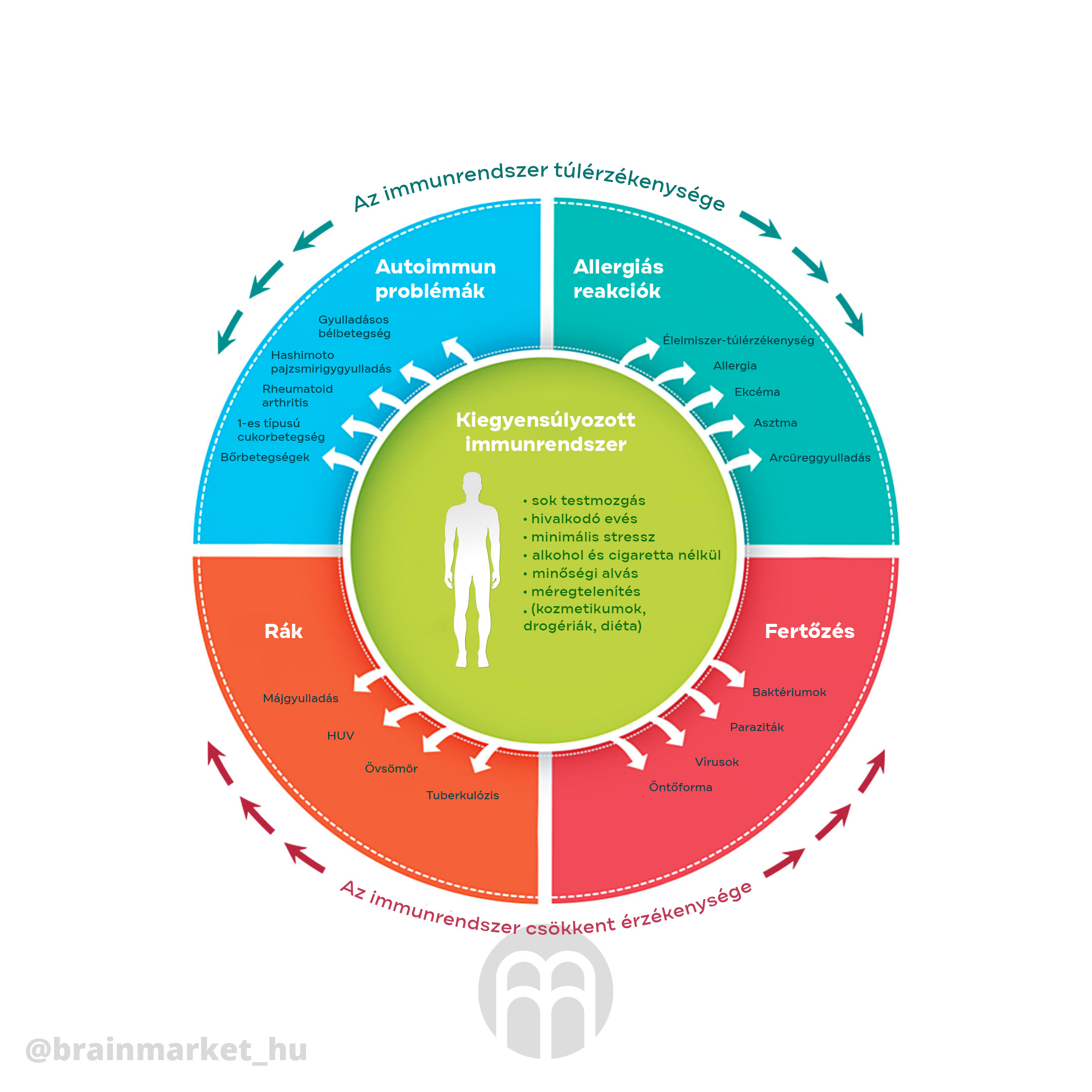 imunta-kolo infografika brainmarket hu